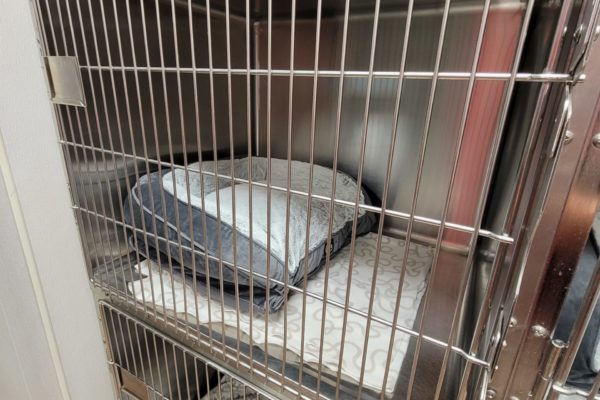 A peek into one of the kennels for smaller dogs. We offer plush bedding seen here in this photo. They are walked outside at least three times daily, and also get playtime in a large pen.